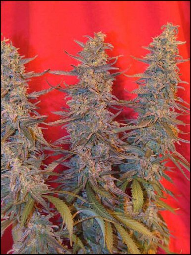 Maroc Cannabis Plant