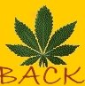 flying -dutch home cannabis seeds