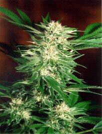Bigbud
