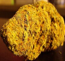 cannabis buds from goldenseed
