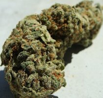 cannabis buds from goldenseed