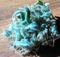 cannabis buds from goldenseed