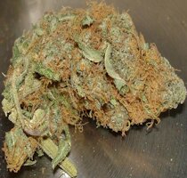 cannabis buds from goldenseed