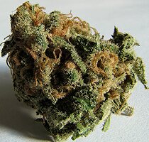 cannabis buds from goldenseed