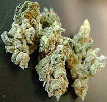 cannabis buds from goldenseed