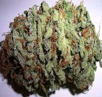 cannabis buds from golden seed