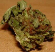 cannabis buds from goldenseed