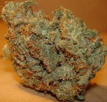 cannabis buds from goldenseed