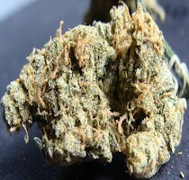 cannabis buds from goldenseed