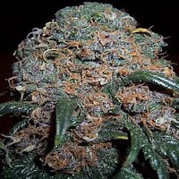 cannabis buds from goldenseed