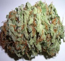 cannabis buds from goldenseed