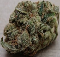 cannabis buds from goldsenseed