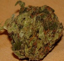 cannabis buds from goldenseed