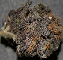 cannabis buds from goldenseed