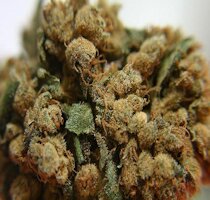 cannabis buds from goldenseed