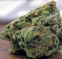 cannabis buds from goldenseed