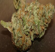 cannabis buds from goldenseed