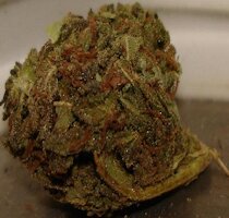 cannabis buds from goldenseed