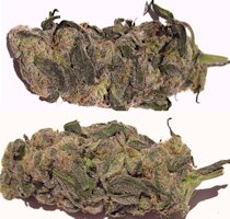 cannabis buds from goldenseed