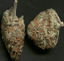 cannabis buds from goldenseed