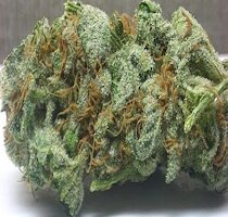cannabis buds from goldenseed