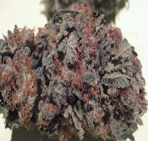 cannabis buds from goldenseed