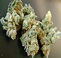 cannabis buds from goldenseed