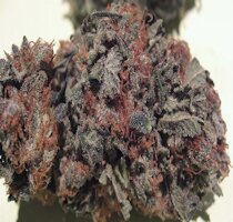 cannabis buds from goldenseed