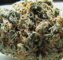 cannabis buds from goldenseed