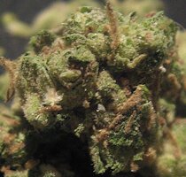 cannabis buds from goldenseed