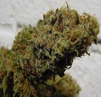 cannabis buds from goldenseed