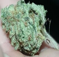 cannabis buds from goldenseed