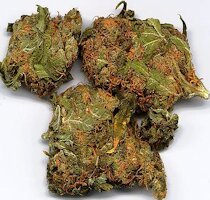 cannabis buds from goldenseed