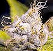 cannabis buds from goldenseed