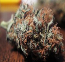 cannabis buds from goldenseed