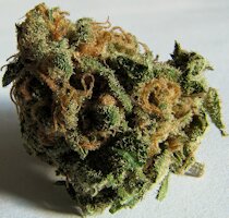 cannabis buds from goldenseed