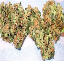 cannabis buds from goldenseed