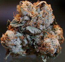 cannabis buds from goldenseed