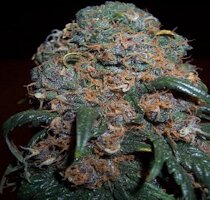 cannabis buds from goldenseed