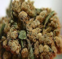 cannabis buds from goldenseed
