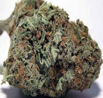 cannabis buds from goldenseed