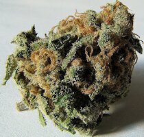 cannabis buds from goldenseed