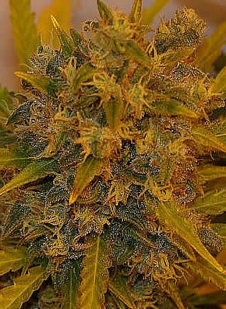 cinnamon cannabis plant