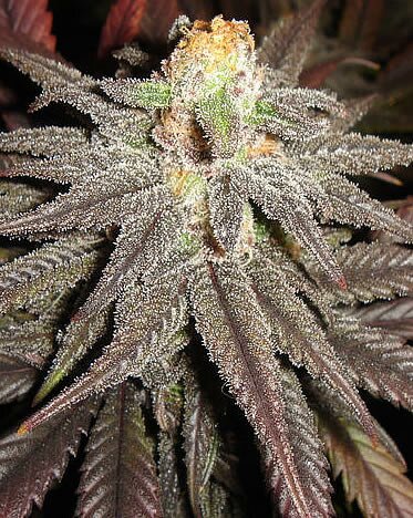 Jack frost cannabis plant