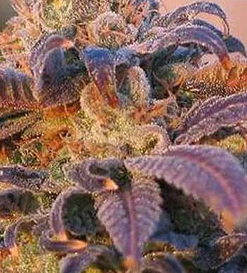 m23 cannabis plant