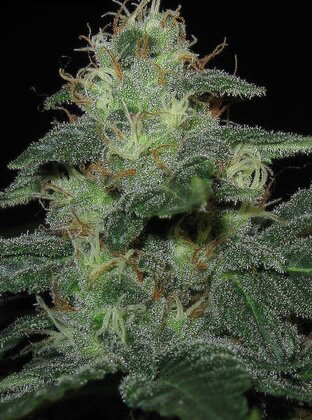 red diesel cannabis plant