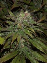 Sweet tooth