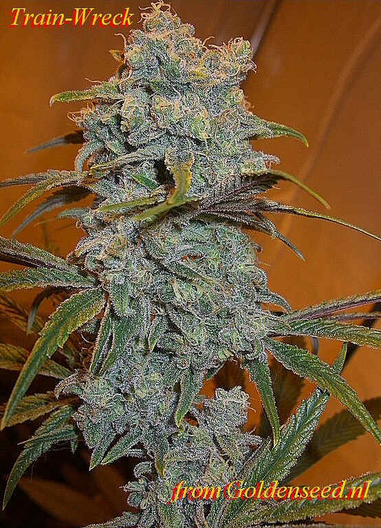 Train Wreck Cannabis Plants from Goldenseed